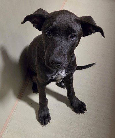 *ANDROMEDA - Pit Bull Terrier available for adoption