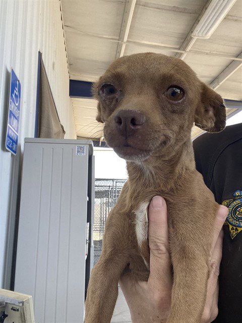 *JACKIE - Chihuahua available for adoption