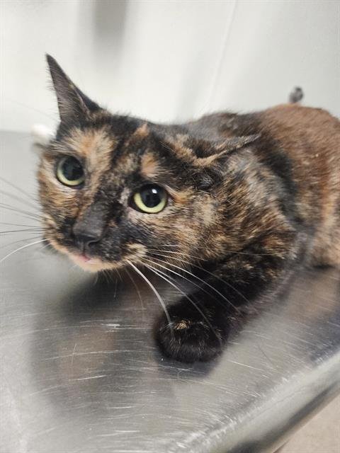 JOSIE - Domestic Short Hair available for adoption