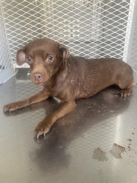 A1239083 - Chihuahua available for adoption