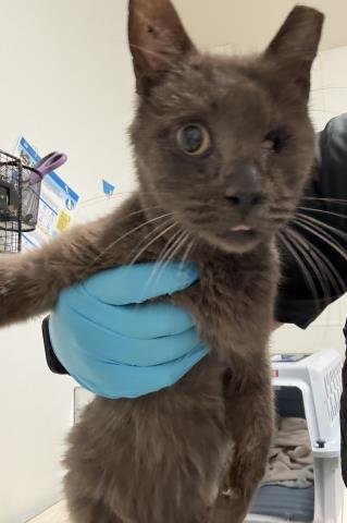 *BUCKEY - Domestic Short Hair available for adoption