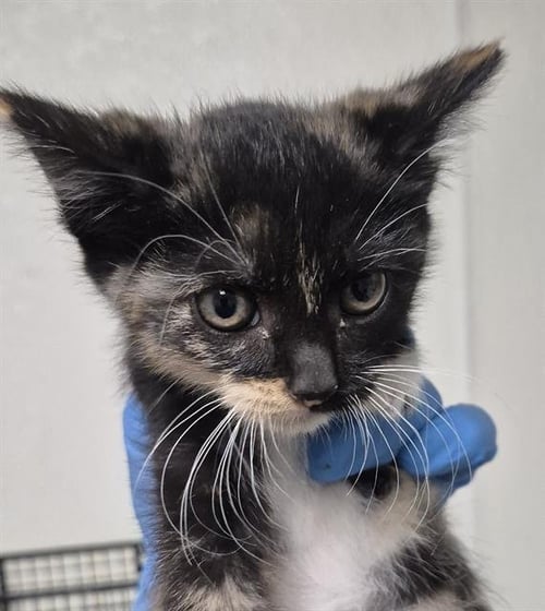 MOZZARELLA - Domestic Short Hair available for adoption