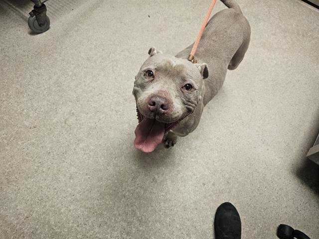 *BIGGY - Pit Bull Terrier available for adoption