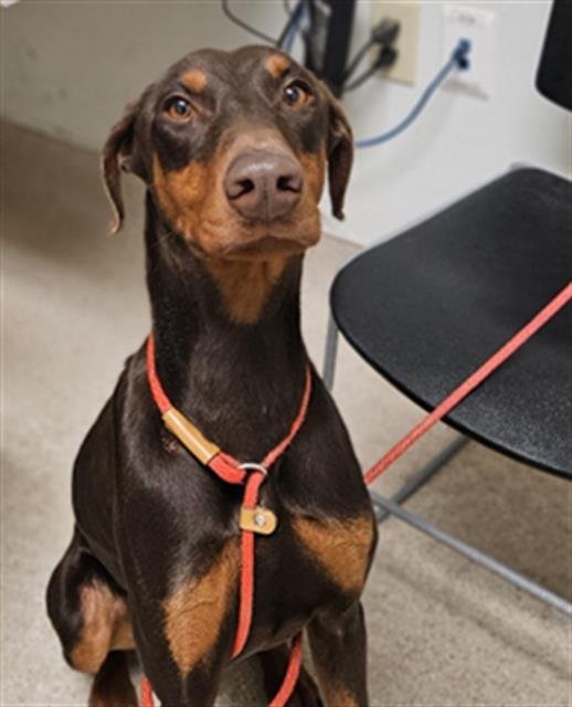 CANELA - Doberman Pinscher available for adoption