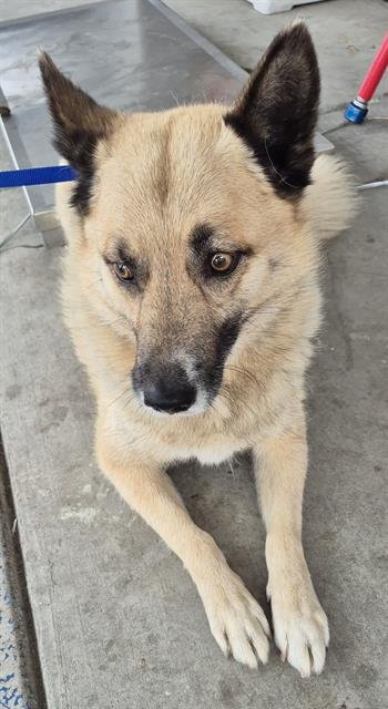 YOGI - Husky available for adoption