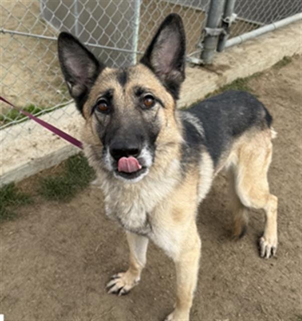 ACE - German Shepherd Dog available for adoption