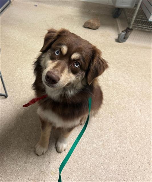 WESELIE - Australian Cattle Dog/Blue Heeler available for adoption