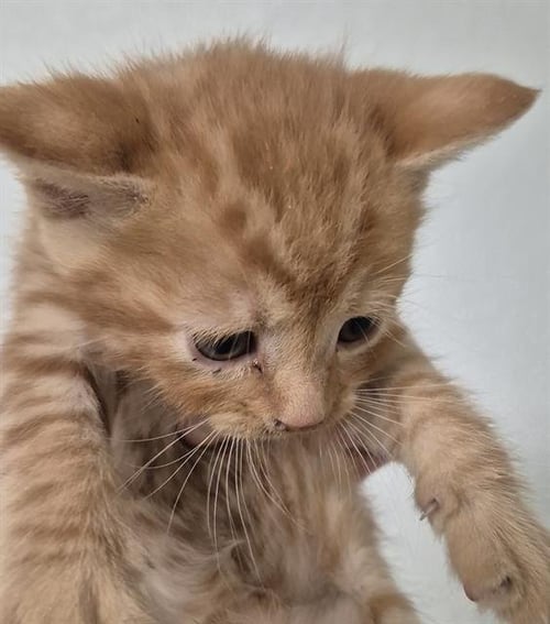 A1248170 - Domestic Short Hair available for adoption