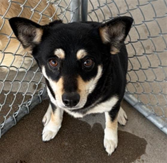 BABY - Chihuahua available for adoption