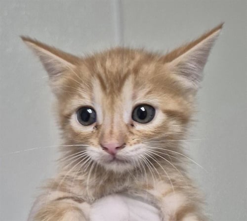 AMBER - Domestic Short Hair available for adoption