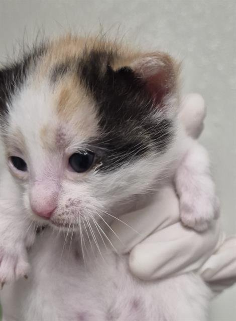 A1242239 - Domestic Short Hair available for adoption