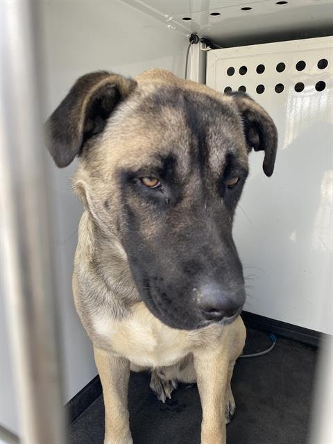 BRUCE - Anatolian Shepherd available for adoption