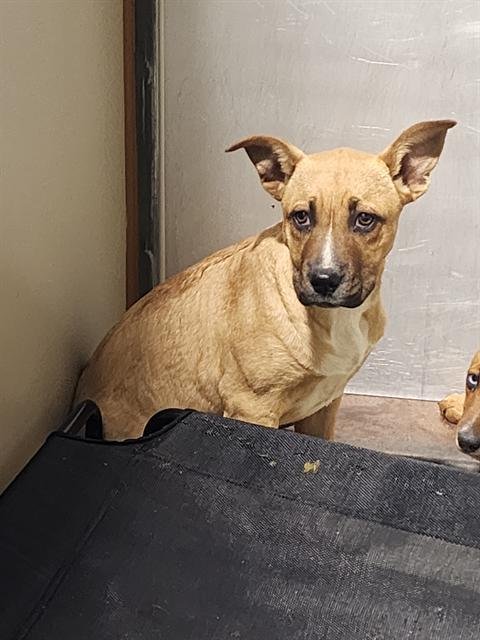 A1241826 - Pit Bull Terrier available for adoption