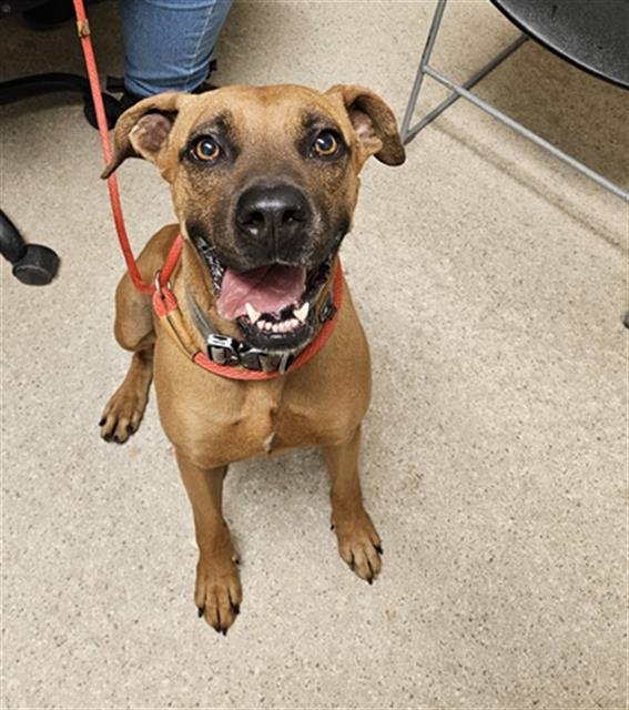 WILLOW - Boxer available for adoption