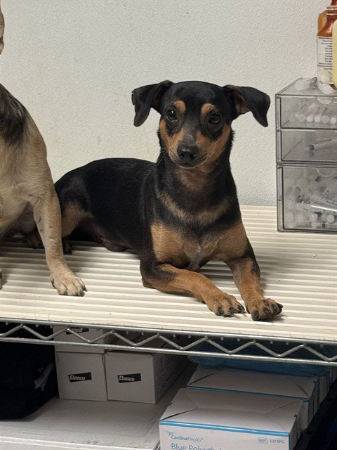 *PEPSI - Chihuahua available for adoption