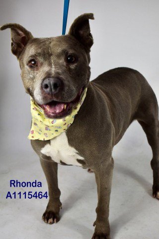 RHONDA - Pit Bull Terrier available for adoption