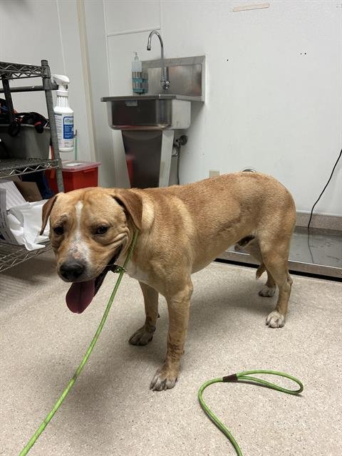 *CHECKER - Pit Bull Terrier available for adoption