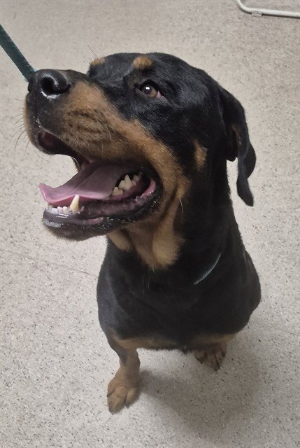 *KLAUS - Rottweiler available for adoption