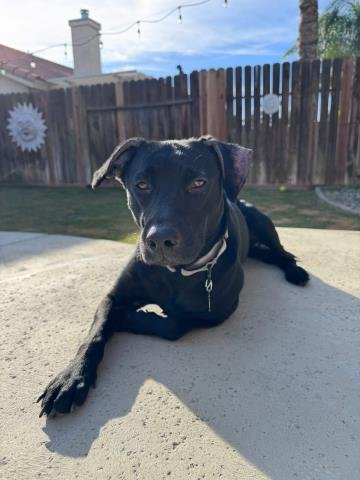 *LORELEI - Labrador Retriever available for adoption