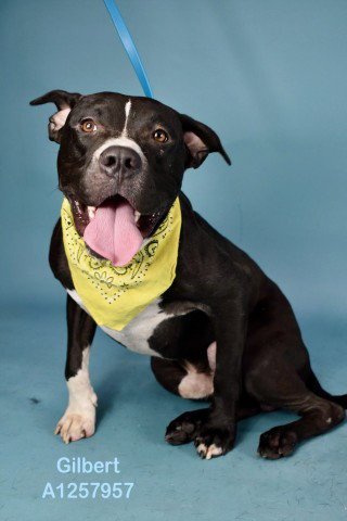 *GILBERT - Pit Bull Terrier available for adoption