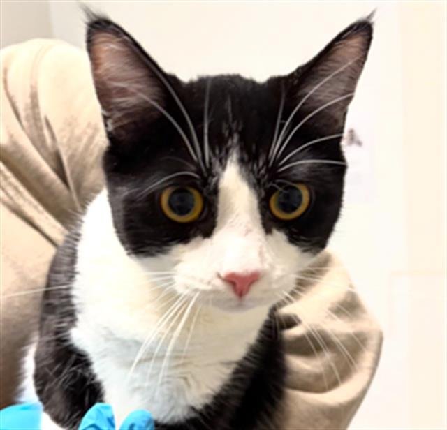 *TOM - Domestic Short Hair available for adoption