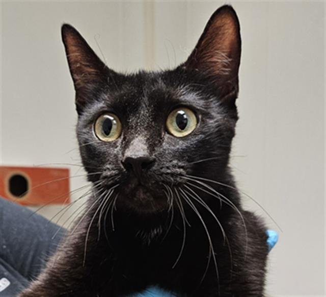 TORIEL - Domestic Short Hair available for adoption