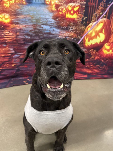 BRUCE - Cane Corso Mastiff available for adoption