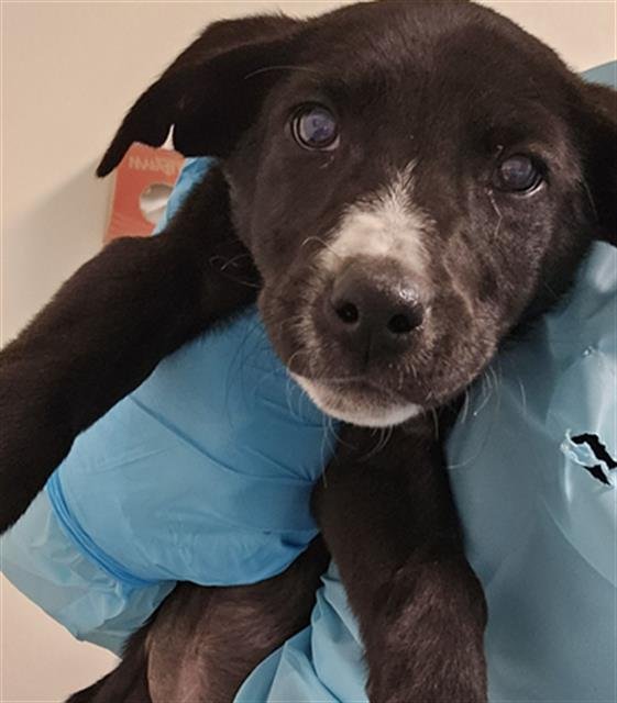 *WANDA - Labrador Retriever available for adoption