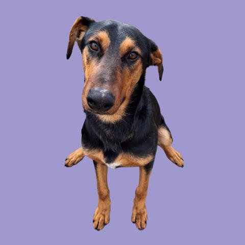 LUNA - Doberman Pinscher / German Shepherd Dog available for adoption
