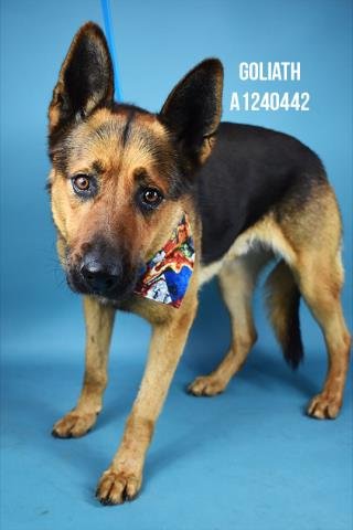 *GOLIATH - German Shepherd Dog available for adoption