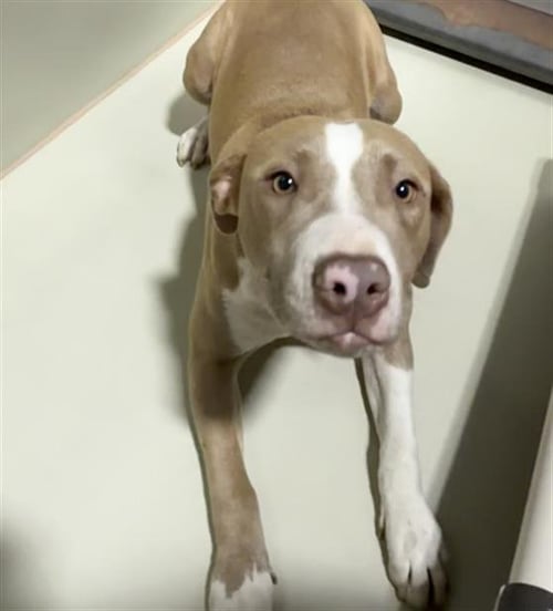 LILY - Pit Bull Terrier available for adoption