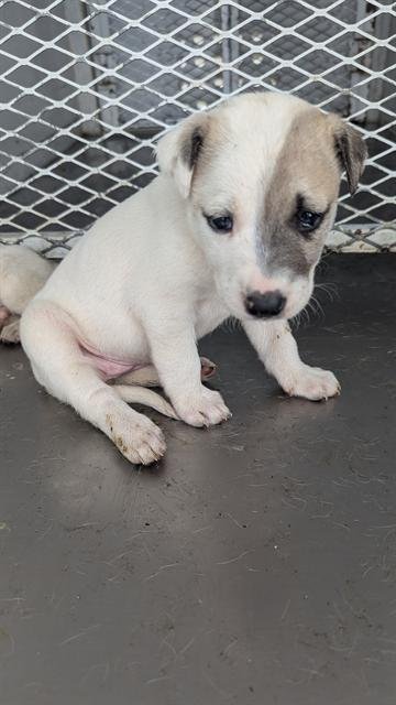 *MIA - Pit Bull Terrier available for adoption