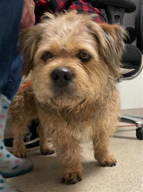 *CARL FRED - Border Terrier available for adoption