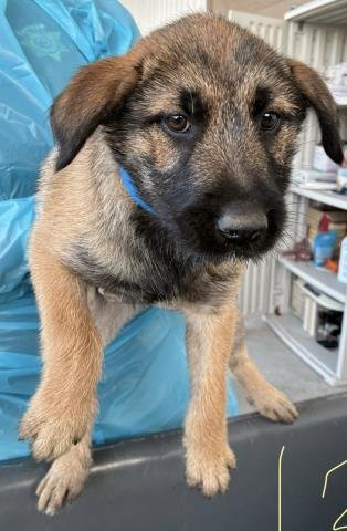 2 - German Shepherd Dog available for adoption