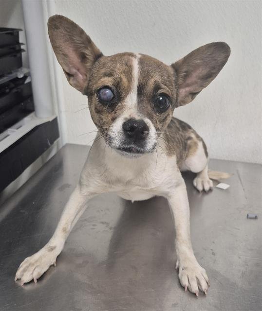 A1244185 - Chihuahua available for adoption