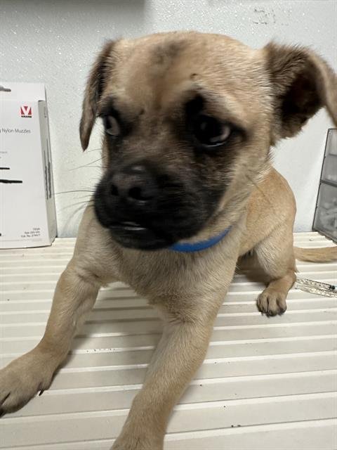 *SMIDGE - Pug available for adoption