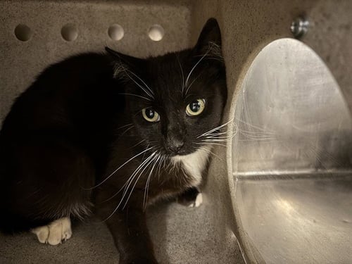 A1250574 - Domestic Short Hair available for adoption