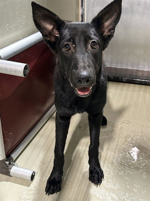A1258441 - German Shepherd Dog available for adoption