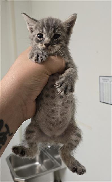 *DAWN - Domestic Short Hair available for adoption
