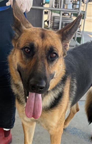 *MAISY - German Shepherd Dog available for adoption
