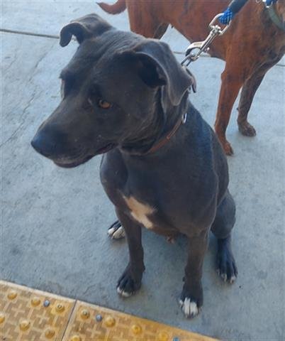 BLUE - Pit Bull Terrier available for adoption