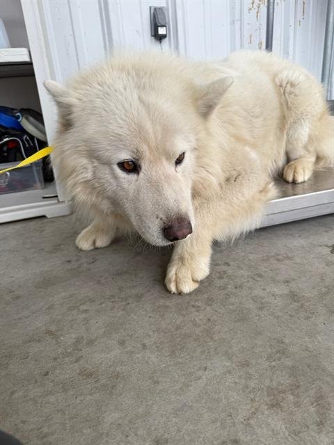 LUCKY - Siberian Husky available for adoption