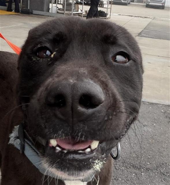 ZUES - Pit Bull Terrier available for adoption