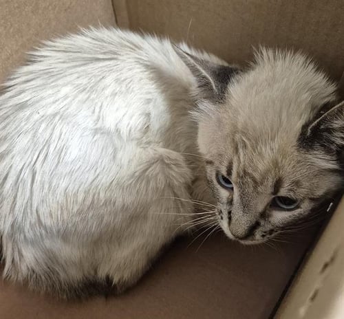 A1249478 - Domestic Short Hair available for adoption