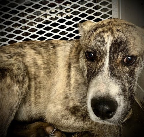 *MAY - Pit Bull Terrier available for adoption