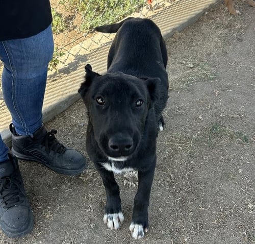 *BABY GIRL - Labrador Retriever available for adoption