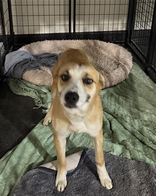 A1242338 - Pit Bull Terrier available for adoption