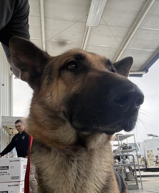 *LUCAS - German Shepherd Dog available for adoption