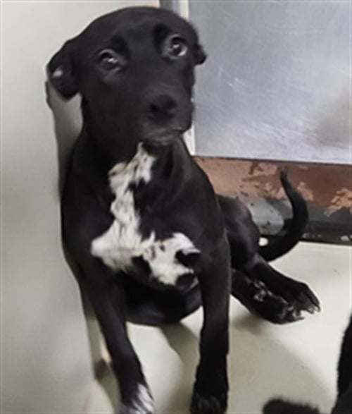 *CHARMY - Border Collie / Australian Cattle Dog/Blue Heeler available for adoption