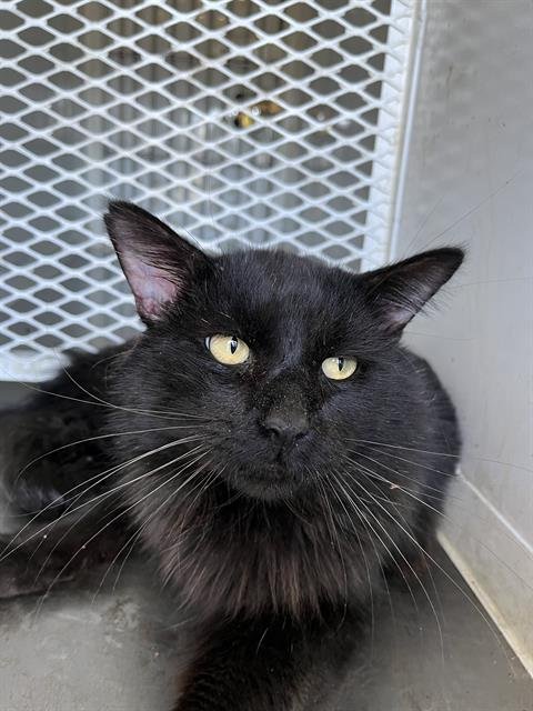 *ACE - Domestic Long Hair available for adoption